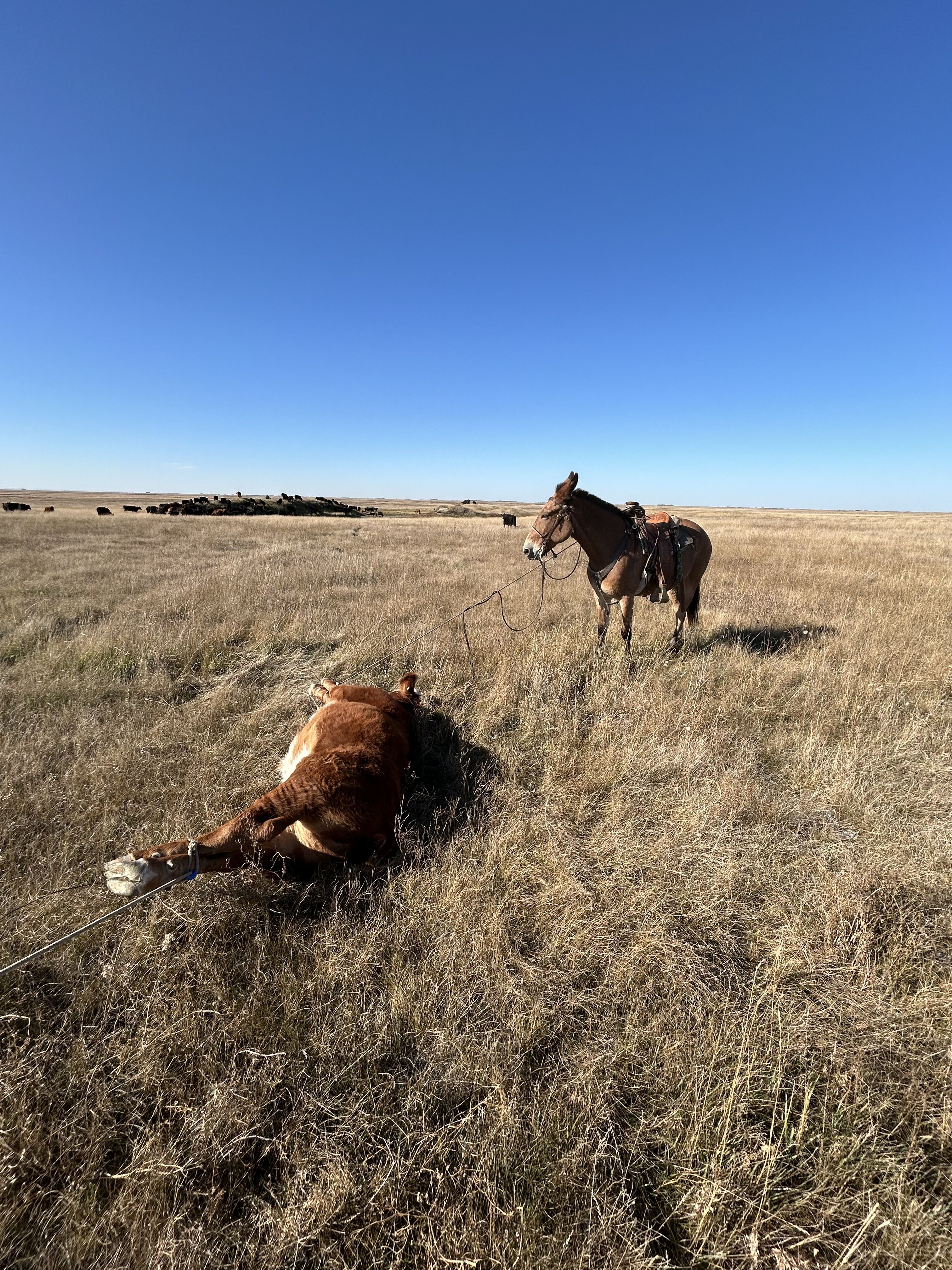 Pasture doctoring 