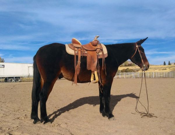 Jake Clark, Mule Days, Wyoming, mule for sale