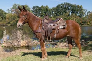 Jake Clark, Mule Days, saddle mule, trail mule, riding mule