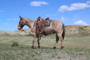 Skrewball seven year old John mule