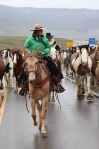 JLo Ranch Mule Horse Drive Broke Gentle Handy Palomino Sallee