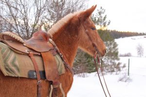 Palomino mule, mule for sale, mule, saddle mule, saddlemule, trail mule, Jake Clark, Mule Days