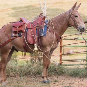 Woodrow - Ranchin' Rockstar