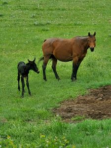Willow as a one day old