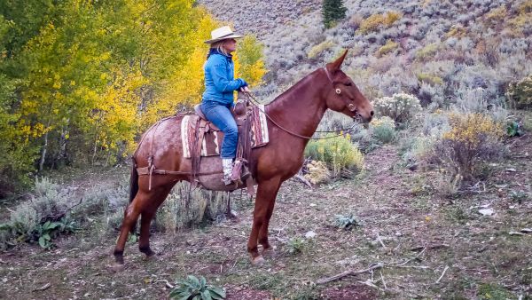 roan mule, mule, mule for sale, Jake Clark, Mule Days, ranch mule, trail mule, roping mule, parade mule