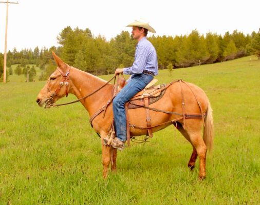 Palomino mule, mule for sale, mule, saddle mule, saddlemule, trail mule, Jake Clark, Mule Days