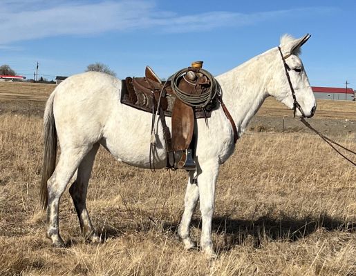 grey mule, mare mule, trail mule, mountain mule, pack mule, riding mule, mule days, chrome in the canyon, mule for sale