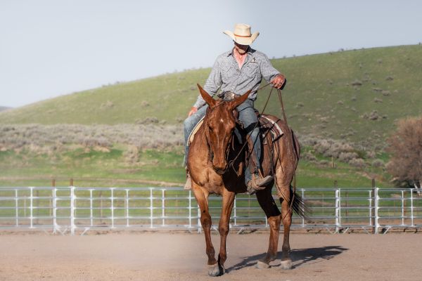 roan mule, mule, mule for sale, Jake Clark, Mule Days, ranch mule, trail mule, roping mule, parade mule