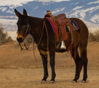Jake Clark, Mule Days, saddle mule, trail mule, riding mule, 